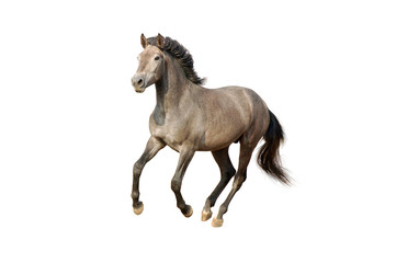 Obraz na płótnie Canvas izolowane galopujący koń