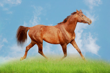 Arabian chestnut stallion running on field
