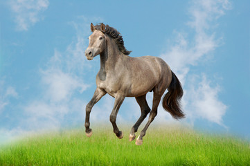 Obraz premium galloping horse