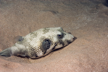 starry puffer (arothron stellatus) © stephan kerkhofs
