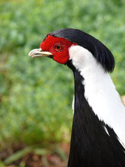 pheasant