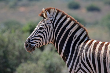 Zebra, Steppenzebra, Südafrika
