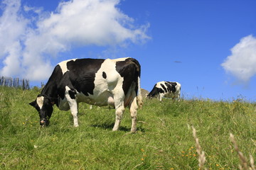 Fototapeta na wymiar Krowy z Owernii