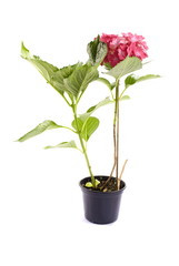 Beautiful Hortensia flower on white background .