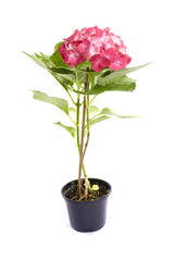 Beautiful Hortensia flower on white background .