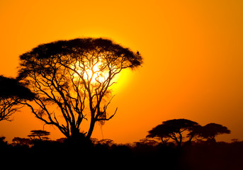 Naklejka premium afrykański zachód słońca w savannah, kenia