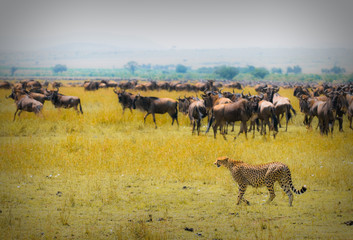 cheetah hunting, masai mara, kenya
