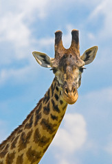 head of giraffe over blue sky