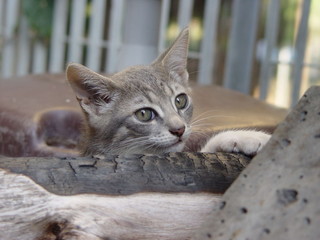 Gatto