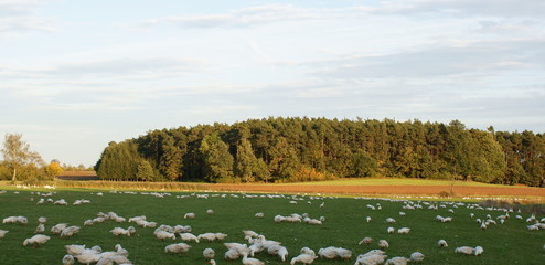 Gänse auf dem Feld © mckjonny