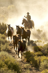 Single cowboy guiding a line of horses through the desert