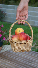 panier de pommes en promenade
