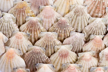 Abstract Background of Sea Shell .