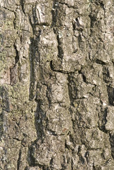 bark on the tree