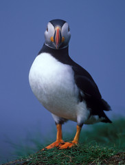 Clouse-up puffin in Grimsey island of Island