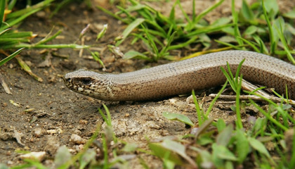 slow worm, Anguis fragilis