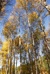 Autumn Foliage at Tumwater Canyon near Leavenworth, WA