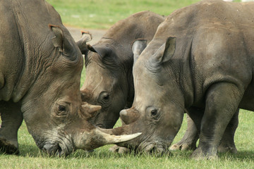 a photo of a rhino taken in Kenya