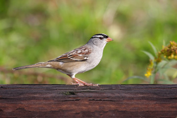Adult White-crowned Sparrow (Zonotrichia leucophrys)