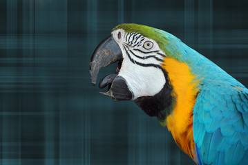 Parrot On Plaid