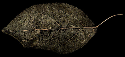 Image of skeleton leaf on a black background