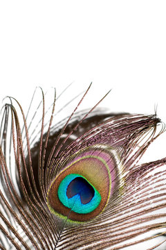 A beautiful peacock feather isolated over white.