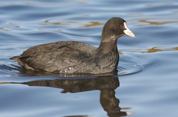 Common Coot.