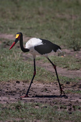 On Safari in the Masai Mara game reserve Kenya Africa