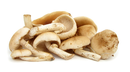 Poplar mushroom Agrocybe aegerita