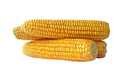 Corn cobs isolated on white background
