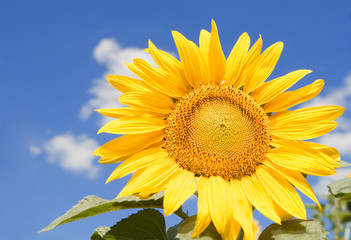 Obraz premium amazing sunflower and blue sky background