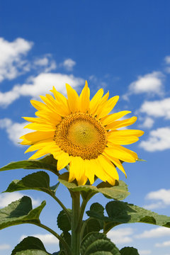 amazing sunflower and blue sky background