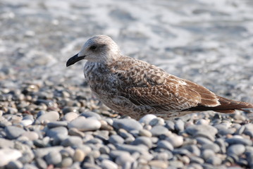 Obraz premium oiseau marin