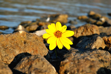 Un fiore per te