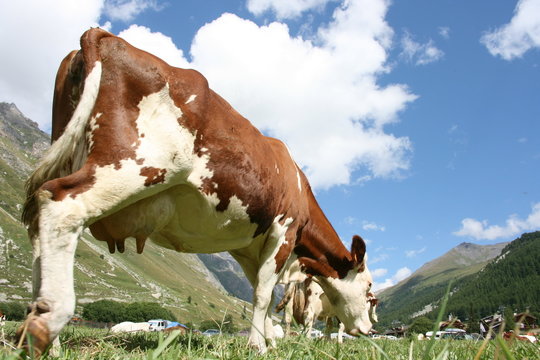 vache montbeliarde