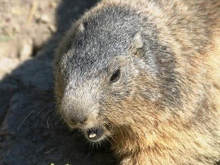 marmotte