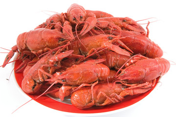 Cooked cancers on a white background