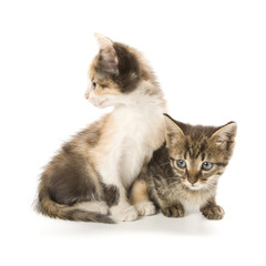 Kittens on white background