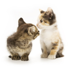 Kittens on white background