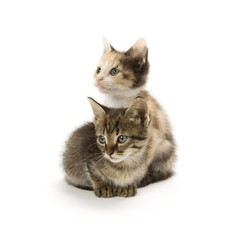Kittens on white background