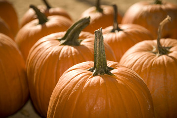 Backlit horizontal image of pumpkins in a pumpkin patch.