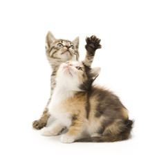 Kittens on white background