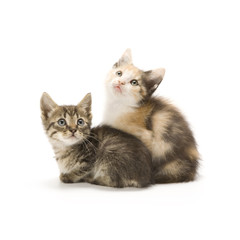 Kittens on white background