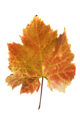 Colorful leaf isolated on white