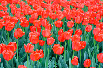 Fototapeta premium Beautiful spring red tulips