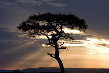 On Safari in the Masai Mara game reserve Kenya Africa