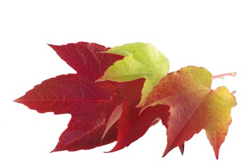 four autumn leaf on white background