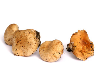série de champignons