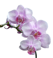 Fototapeta na wymiar hampe d'orchidées