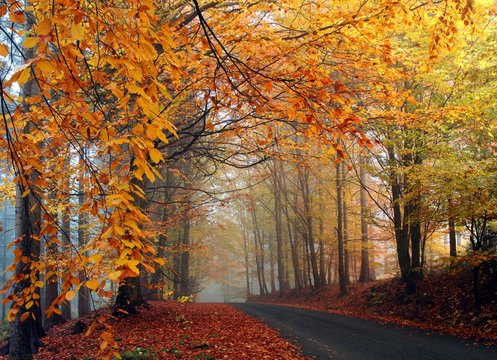 Autumn colors in misty forest